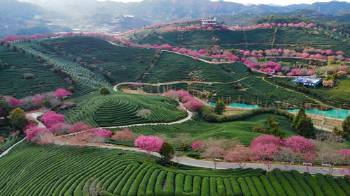 漳平永福櫻花園_副本.jpg